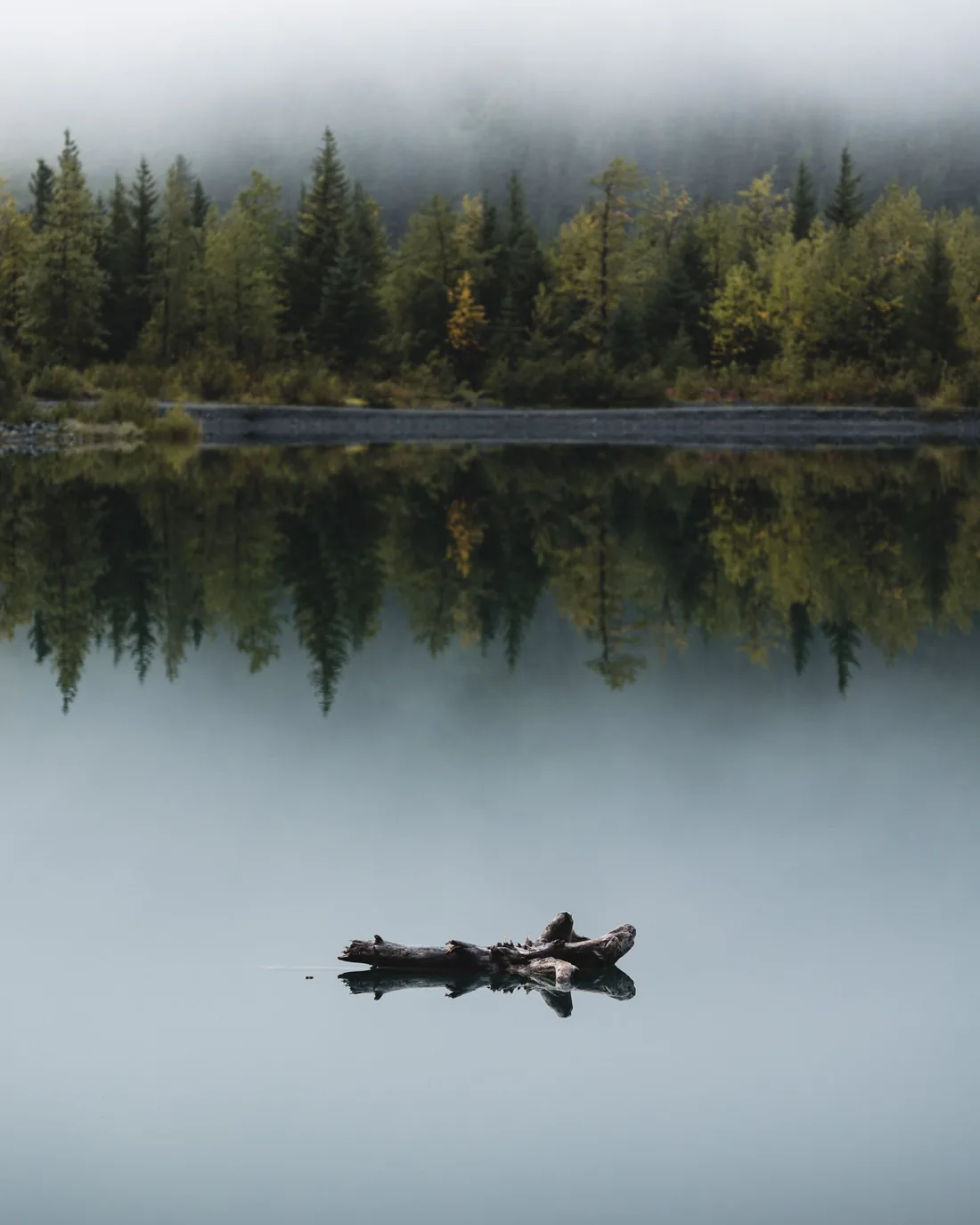 Mist over still water with a spruce shore reflected in it.