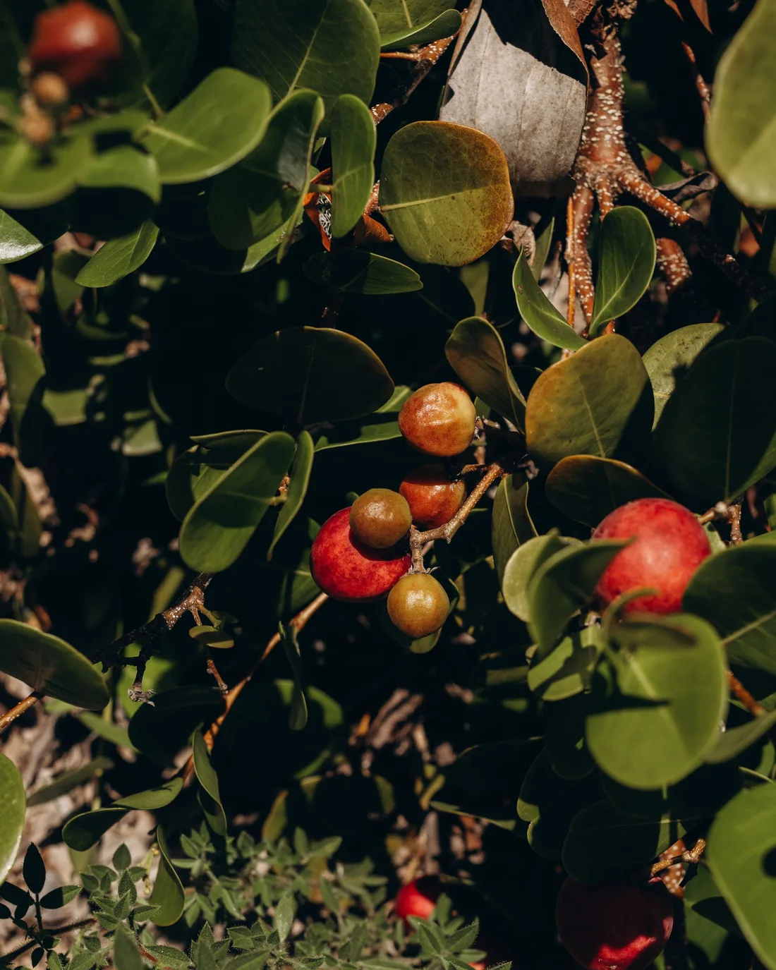 Ripe berries on the branch in low woodland light.