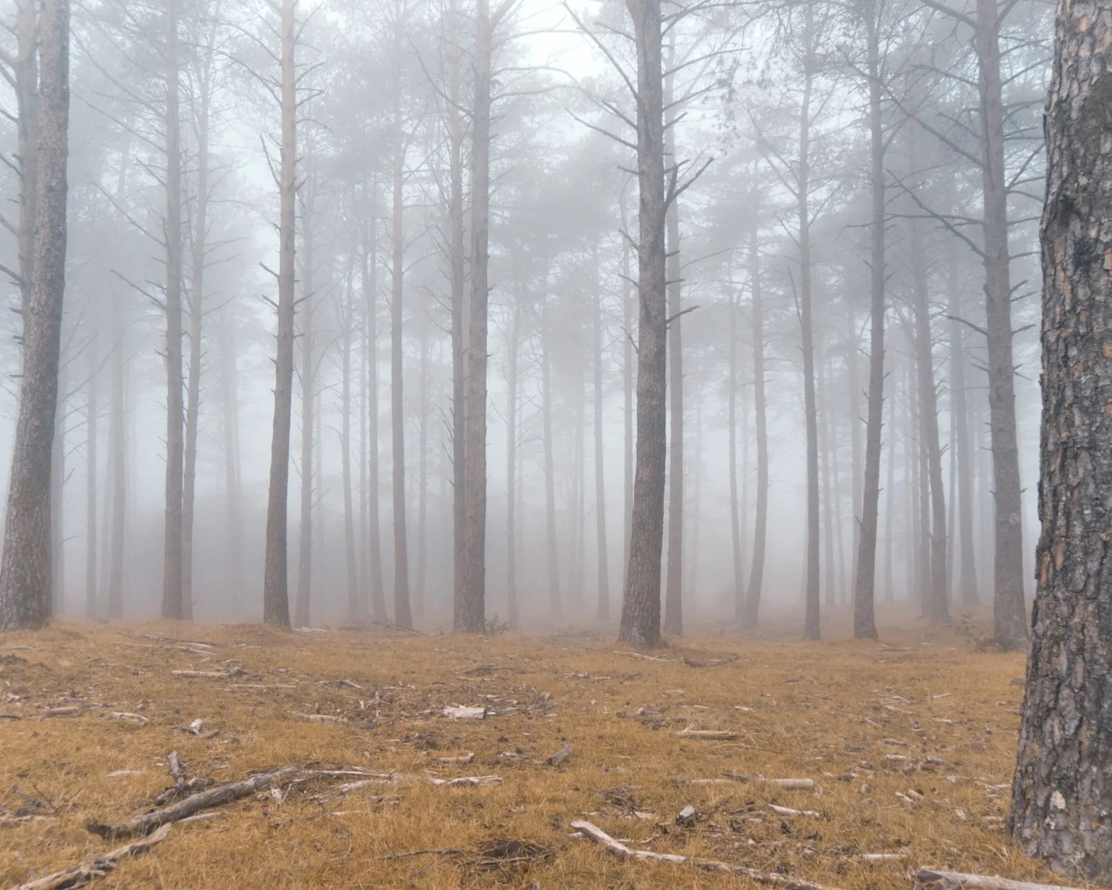 Pale mist standing between bare trees.