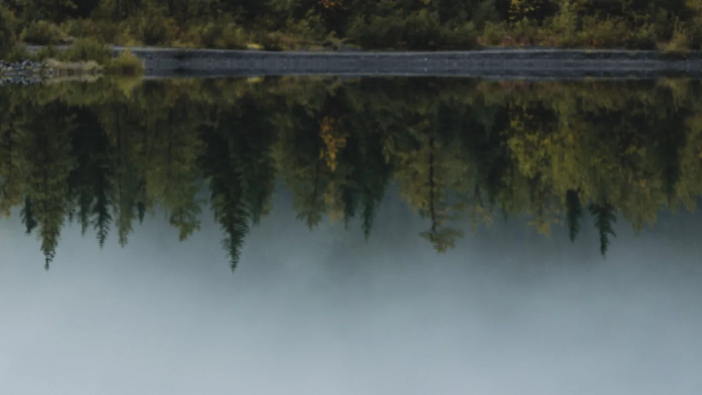 Mist over still water with a spruce shore reflected in it.